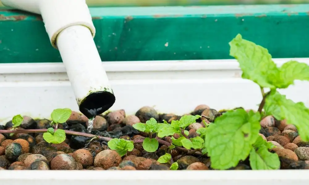 Hydroponic Irrigation Tips: How To Water Your Plants Correctly