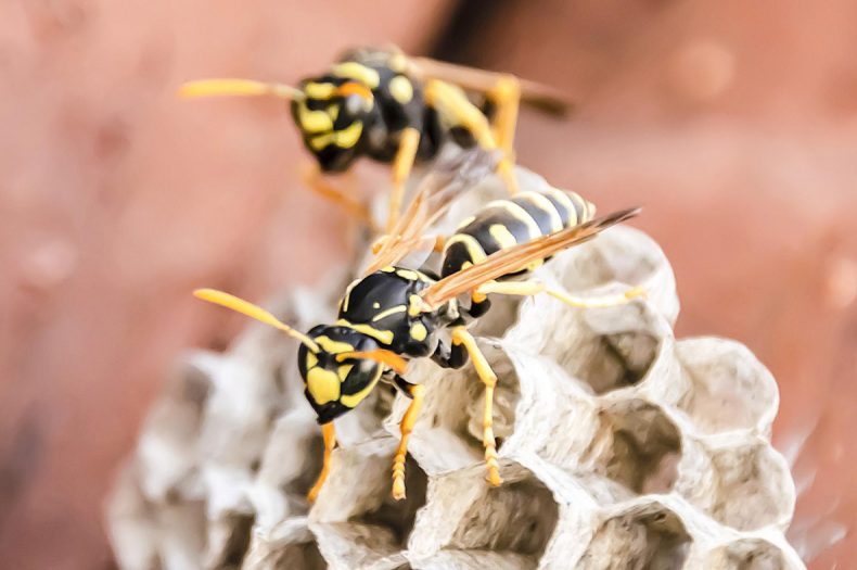 Wasp Pest Control Tips: Keep Your Space Safe And Sting-Free