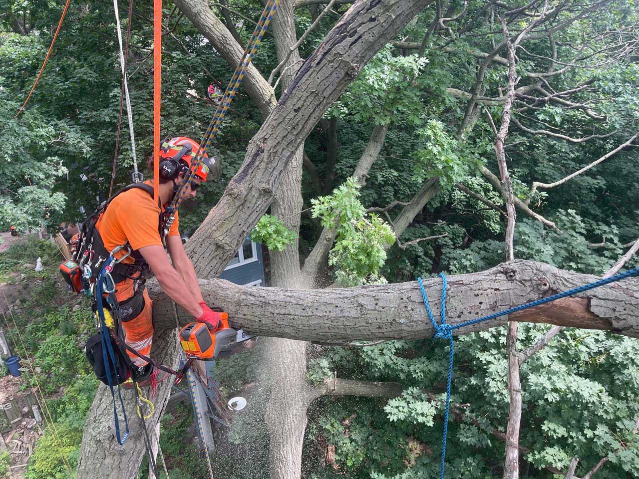 Easy Arborist Tree Care Supplies: Essential Tools For Maintenance