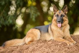 Ultimate Gsd Breeder Guide: Tips And Advice