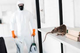 Rodent Pest Control Tips: Effective Ways To Eliminate Rats And Mice